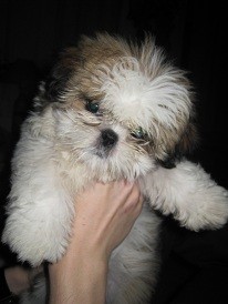La peluche La peluche